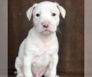 American Bulldog Dogs for adoption in Fredericksburg, TX, USA