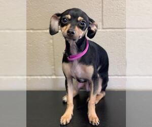 Miniature Pinscher-Unknown Mix Dogs for adoption in Washougal, WA, USA