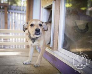 Mutt Dogs for adoption in Keyport, NJ, USA
