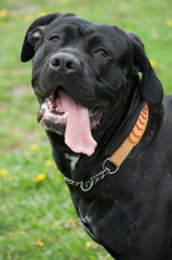 Bullmastiff-Unknown Mix Dogs for adoption in Potsdam, NY, USA
