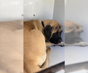 Mastiff Dogs for adoption in Houston, TX, USA