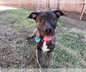 Plott Hound-Unknown Mix Dogs for adoption in Plano, TX, USA