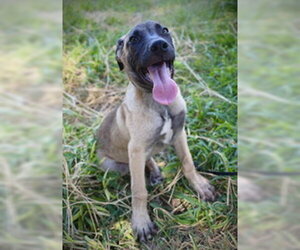 Black Mouth Cur-Unknown Mix Dogs for adoption in Pleasanton, TX, USA