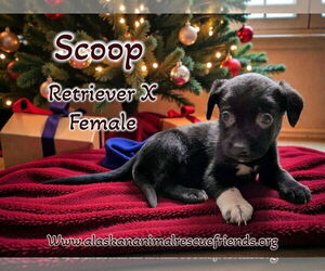 Retriever -Unknown Mix Dogs for adoption in Anchorage, AK, USA