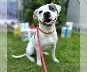 American Bulldog-Unknown Mix Dogs for adoption in Long Beach, CA, USA