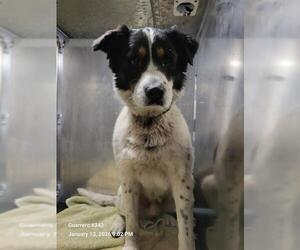 Border Collie-Unknown Mix Dogs for adoption in San Antonio, TX, USA