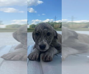 Catahoula Leopard Dog-Unknown Mix Dogs for adoption in Bolivar, MO, USA