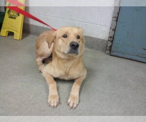 Golden Labrador Dogs for adoption in Oklahoma City, OK, USA