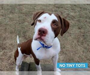 American Pit Bull Terrier-Irish Setter Mix Dogs for adoption in Fort Wayne, IN, USA