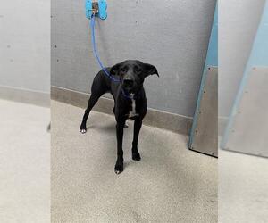 Labrador Retriever-Unknown Mix Dogs for adoption in Las Vegas, NV, USA