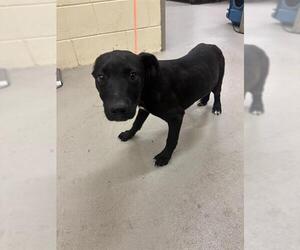 Labrador Retriever-Unknown Mix Dogs for adoption in Sanford, FL, USA