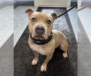 Mutt Dogs for adoption in Fort Collins, CO, USA