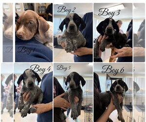 German Shorthaired Pointer-Unknown Mix Dogs for adoption in Albemarle, NC, USA
