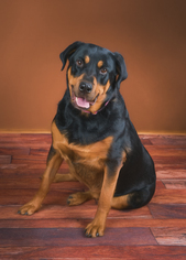 Rottweiler Dogs for adoption in Evergreen, CO, USA