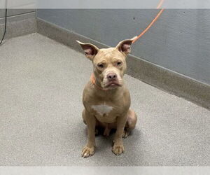 American Pit Bull Terrier-Unknown Mix Dogs for adoption in Las Vegas, NV, USA