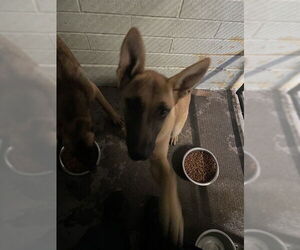 German Shepherd Dog Dogs for adoption in Stockton, CA, USA