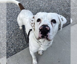 Boxer-Unknown Mix Dogs for adoption in Palmetto, FL, USA
