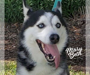 Siberian Husky Dogs for adoption in HOUSTON, TX, USA