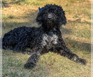 Poodle (Standard)-Unknown Mix Dogs for adoption in Westminster, MD, USA