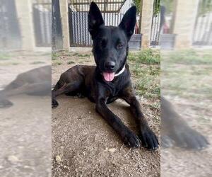 Mutt Dogs for adoption in Riverside, CA, USA