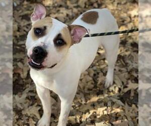 Jack Russell Terrier Dogs for adoption in Denison, TX, USA