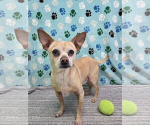 Chihuahua-Unknown Mix Dogs for adoption in Chico, CA, USA