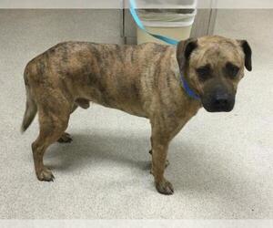 American Pit Bull Terrier Dogs for adoption in Riverside, CA, USA