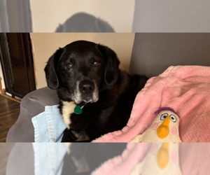 Labrador Retriever-Unknown Mix Dogs for adoption in Springdale, PA, USA