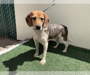 Beagle Dogs for adoption in Visalia, CA, USA