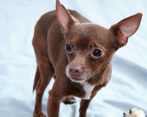 Chihuahua Dogs for adoption in Pequot Lakes, MN, USA