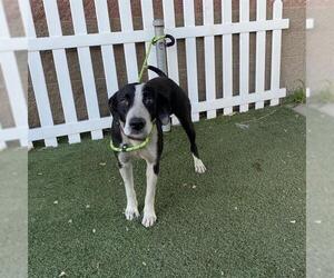 Border Collie-Unknown Mix Dogs for adoption in Modesto, CA, USA