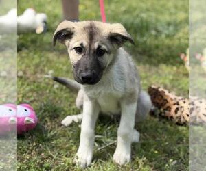 German Shepherd Dog-Great Pyrenees Mix Dogs for adoption in Yardley, PA, USA
