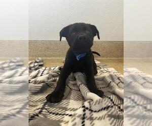 Labrador Retriever-Unknown Mix Dogs for adoption in Riverside, CA, USA