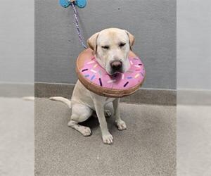 Labrador Retriever-Unknown Mix Dogs for adoption in Las Vegas, NV, USA
