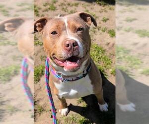 American Pit Bull Terrier-Unknown Mix Dogs for adoption in Sacramento, CA, USA