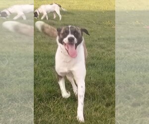 Boxita Dogs for adoption in Aurora, IN, USA