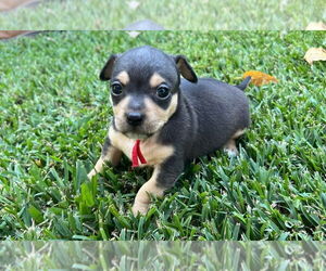 Chiweenie Dogs for adoption in OKLAHOMA CITY, OK, USA