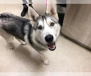Siberian Husky Dogs for adoption in Riverside, CA, USA
