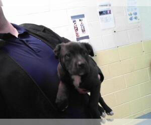 American Pit Bull Terrier-Unknown Mix Dogs for adoption in Tulsa, OK, USA