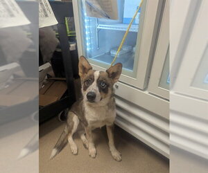 Mutt Dogs for adoption in Sacramento, CA, USA