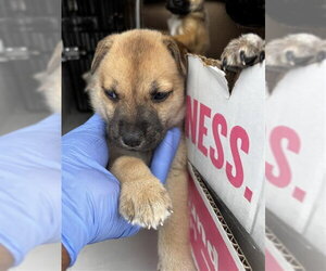 Black Mouth Cur-Unknown Mix Dogs for adoption in Houston, TX, USA