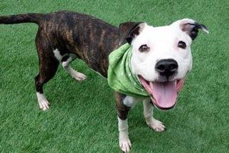 American Pit Bull Terrier Dogs for adoption in New York, NY, USA