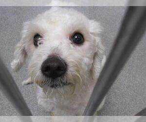 Poodle (Miniature) Dogs for adoption in Orange, CA, USA