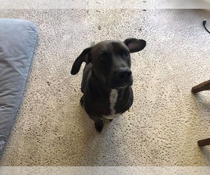 Labrador Retriever Dogs for adoption in Brooksville, FL, USA