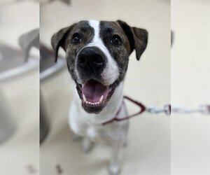 Mastador Dogs for adoption in Center Township, PA, USA