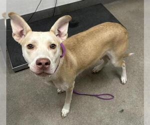 German Shepherd Dog-Unknown Mix Dogs for adoption in HESPERIA, CA, USA