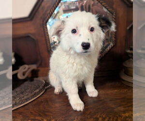 Australian Shepherd-Unknown Mix Dogs for adoption in Vail, AZ, USA
