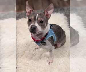 Chihuahua-Unknown Mix Dogs for adoption in Princeton, MN, USA