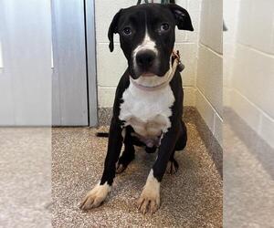 American Pit Bull Terrier Dogs for adoption in Pueblo, CO, USA
