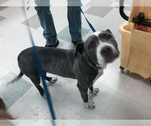 American Pit Bull Terrier Dogs for adoption in Oklahoma City, OK, USA